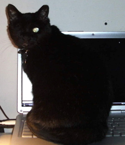 Cat Charmin Formerly Opal 1 Web