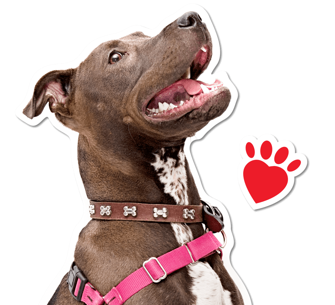 IH_WebsitePets_BellaBee_BLUE-e1628010756590