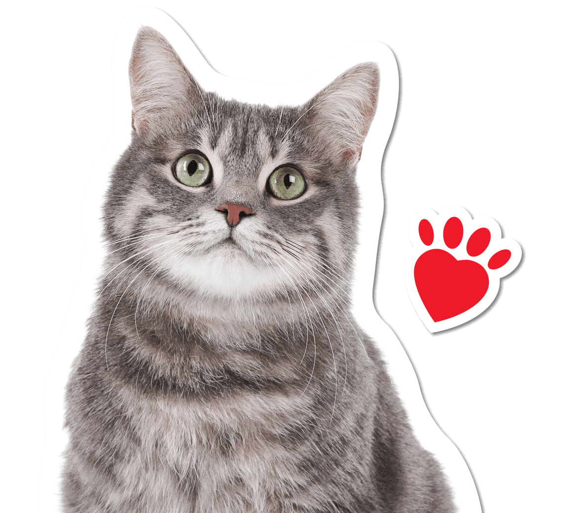 IH_WebsitePets_Kitty3_BLUE-e1628012957797