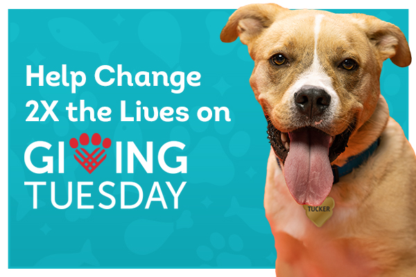 Help save more animals.