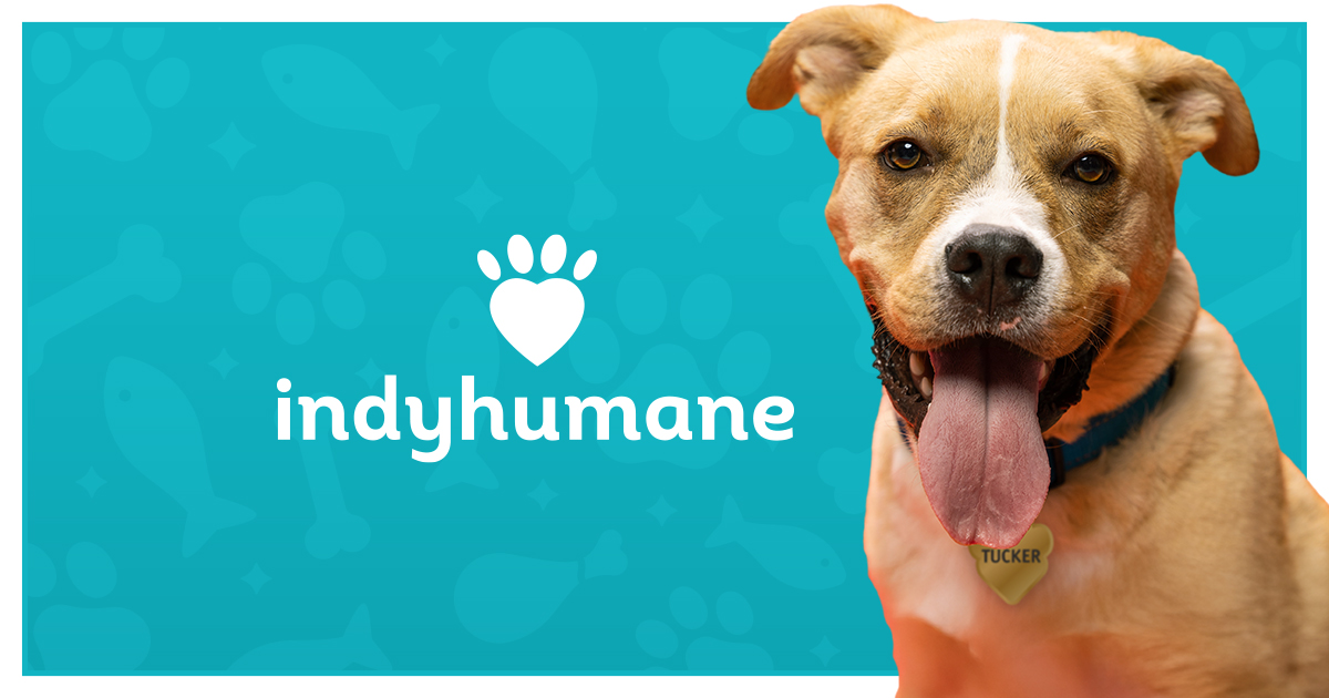 2025 Giving Tuesday Prep – IndyHumane