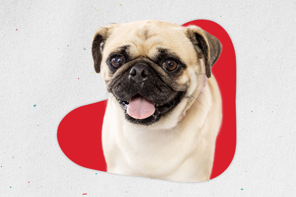 Smiling pug against a red heart-shaped background.