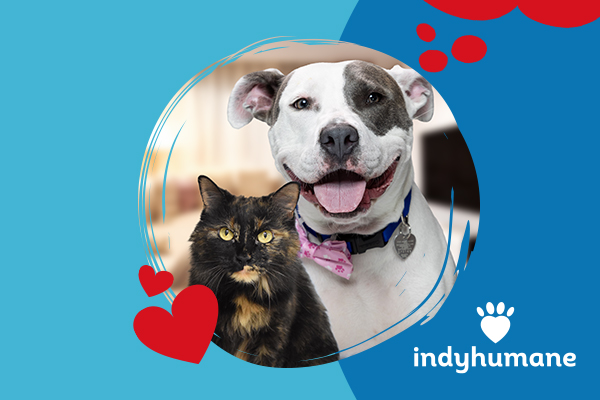 A happy pit bull and calm tortoiseshell cat sit together.