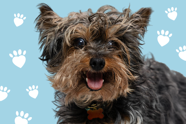 Join our Faithful Friends and help save lives all year long.