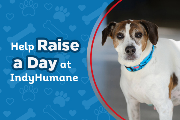 Help Raise a Day at IndyHumane | Photo of a dog