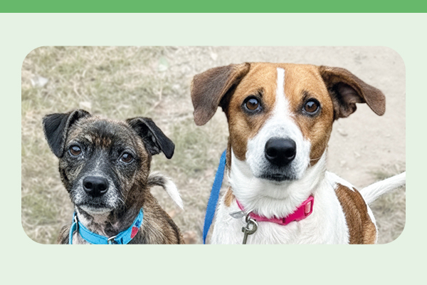 Donate to help save twice as many lives at IndyHumane 