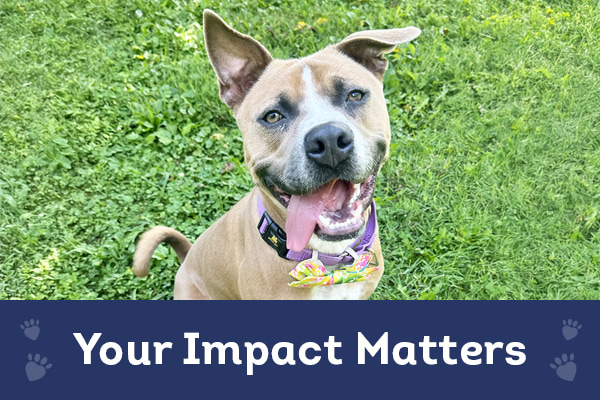 Join our Faithful Friends and help save lives all year long.