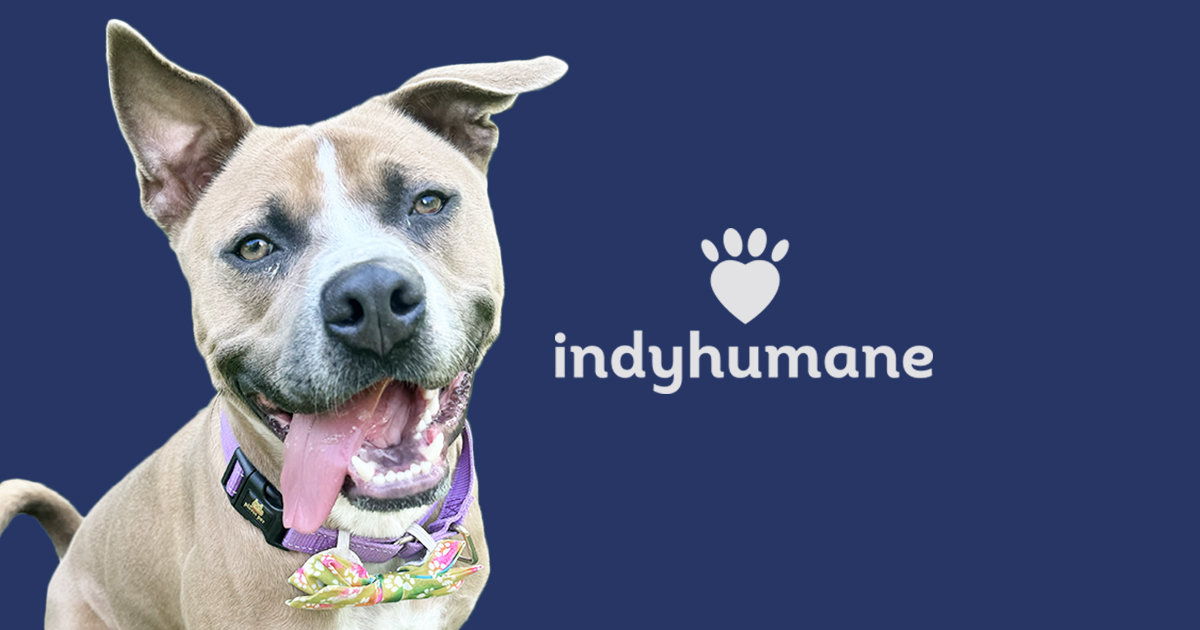 2026 Impact Report – IndyHumane