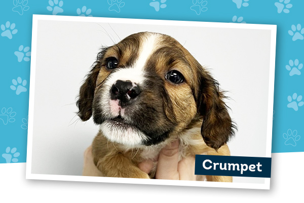 Close-up of a brown and white puppy named Crumpet against a blue paw-print background.