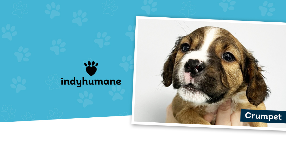 2026 Give Them a Hand – IndyHumane