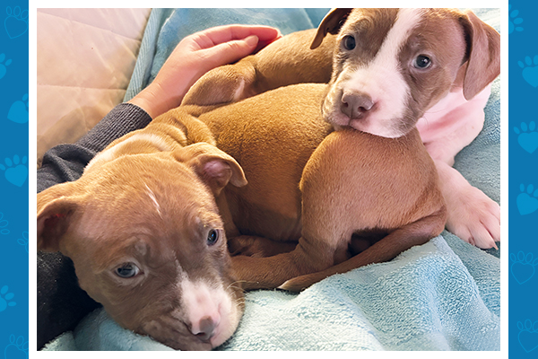 Two small brown-and-white puppies cuddling on a blanket while being gently petted.