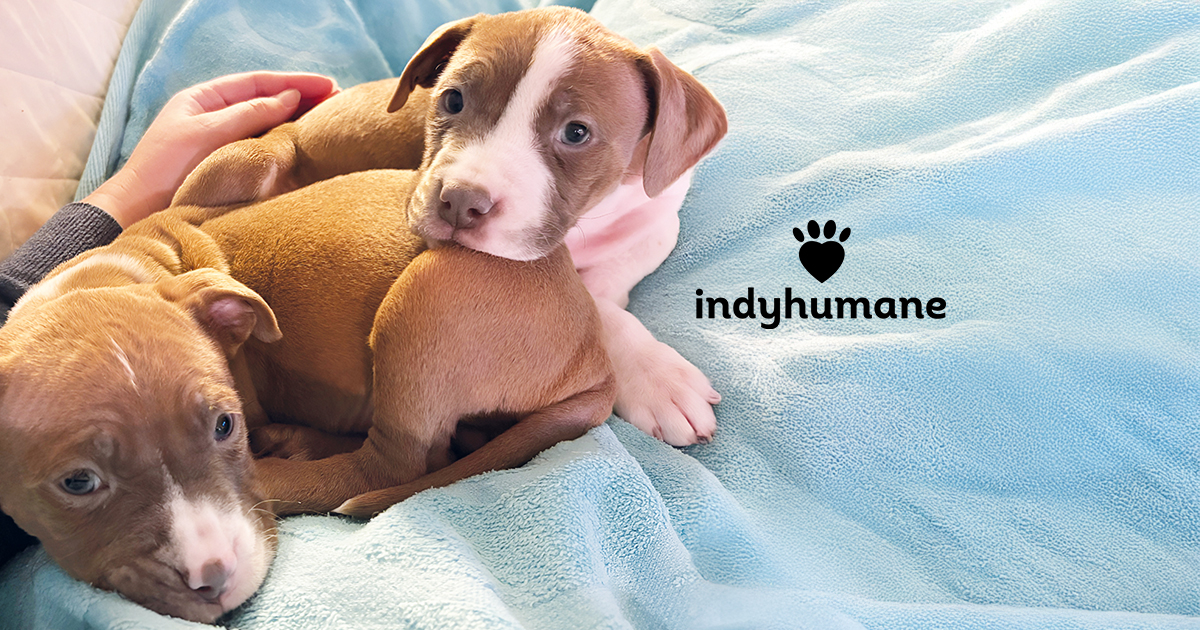 Indyhumane 2026 Please Help – IndyHumane