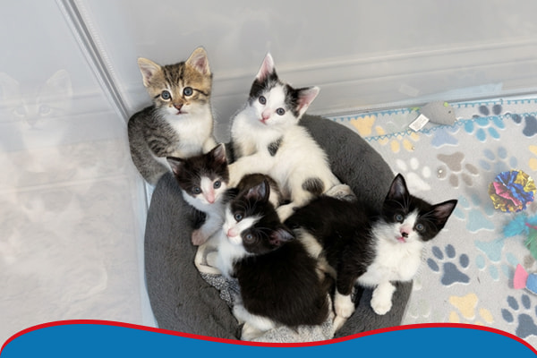 2608-INDIN-24-Hour-Challenge-DF Five kittens in a pet bed.