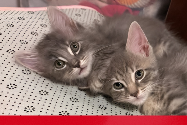 Two fluffy grey tabby kittens with pointed ears 