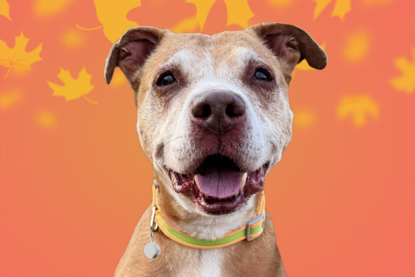 Close-up of a happy dog with mouth open and an orange background with falling leaves.