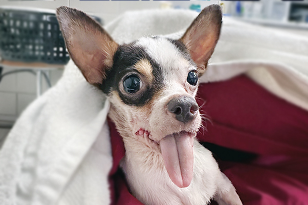 A close-up image of a small black and white dog under blankets, looking at the camera, with his tongue hanging out.